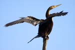 everglades birds snakebird 