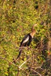 everglades birds snakebird 