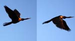 everglades birds snakebird 