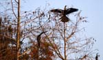 everglades birds snakebird 