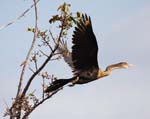 everglades birds snakebird 