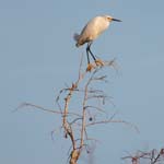 everglades birds snowy egret 