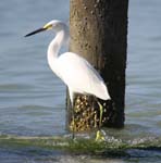 everglades birds snowy egret 