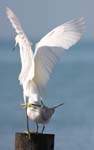 everglades birds snowy egret 