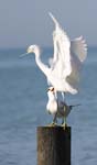 everglades birds snowy egret 