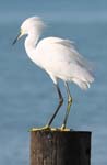 everglades birds snowy egret 