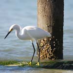 everglades birds snowy egret 