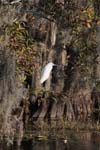 everglades birds snowy egret 