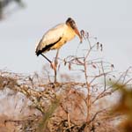 everglades birds woody stork 