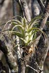 everglades pineapples growing on trees