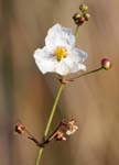 everglades swamp rose