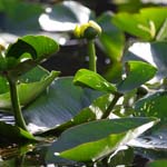 everglades waterlillies 