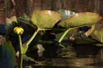 everglades waterlillies 