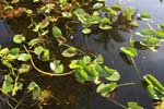 everglades waterlillies 