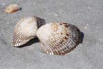  shells 