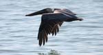 birds naples pelican 