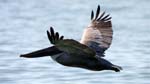 birds naples pelican 