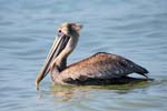 birds naples pelican 