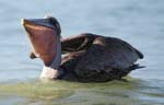 birds naples pelican 