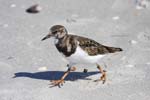 birds sanibel island sand pipers 