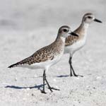 birds sanibel island sand pipers 