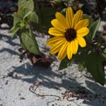 macro Black-eyed Susan 