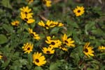 macro Black-eyed Susan 