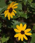 macro Black-eyed Susan 