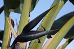 macro heliconia 