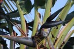 macro heliconia 