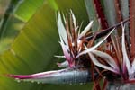 macro heliconia 