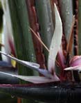 macro heliconia 