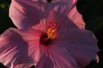 macro hibiscus 