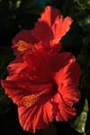 macro hibiscus 