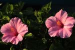 macro hibiscus 