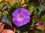 macro ipomoea purpurea 