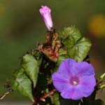 macro ipomoea purpurea 