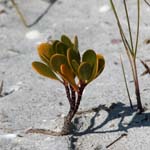 macro mangrove leaves 