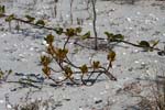 macro mangrove leaves 