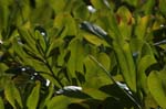 macro mangrove leaves 