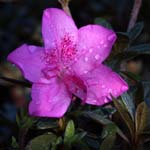 azores sao miguel macros Rhododendron