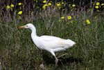 birds little egret 