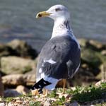 birds seagulls 