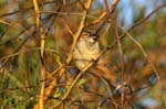 birds sparrows 