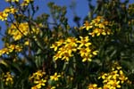 macro yellow flowers 