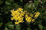 macro yellow flowers 