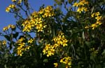 macro yellow flowers 