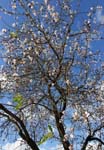 macros almond trees 