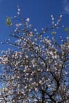 macros almond trees 