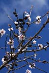 macros almond trees 